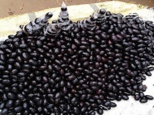 Picture of Medicinal Fruit, African Elemi