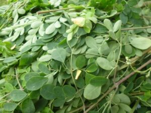 Moringa Leaves