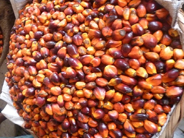 How To Extract Palm Oil From Palm Fruit - Madinotes