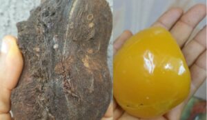 Yellow Monkey Kola Amazing Health Benefits