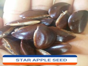 Star Apple Seed