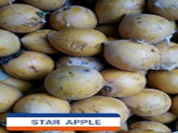 Star Apple