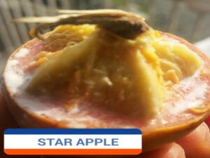 STAR APPLE