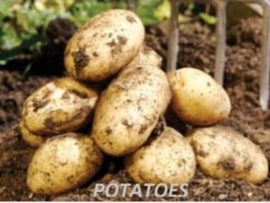 Potatoes