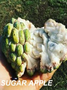 Sugar Apple Seed