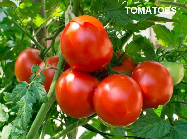 Fresh Tomato Nutrition