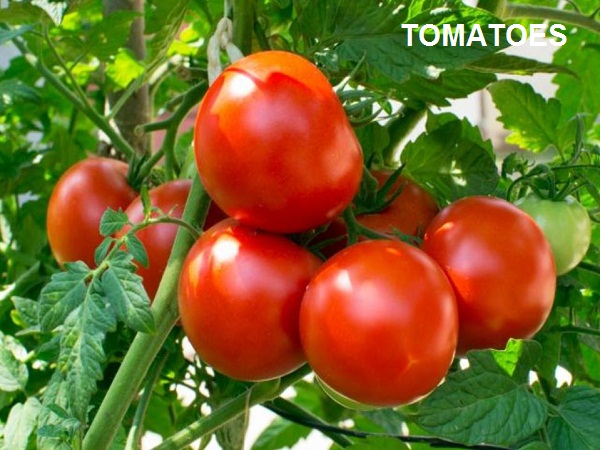 Fresh Tomato Nutrition