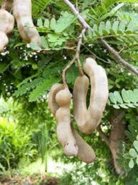 Tamarindus Indica Medicinal Uses