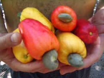 cashew fruits health benefits