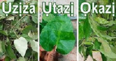 Utazi, okazi, and uziza leaves.
