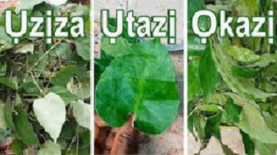 Utazi, okazi, and uziza leaves.