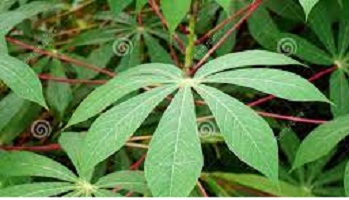 Cassava leaf benefits