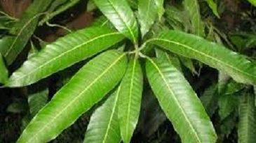 mango leaves image