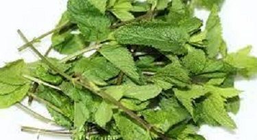 The Health Benefits of Scent Leaves