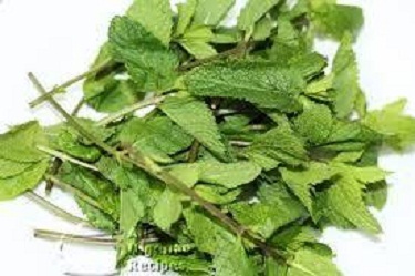 Scent leaf health benefits