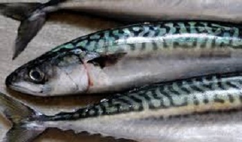 Mackerel Family (Scombridae)