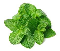 Mint Leaf