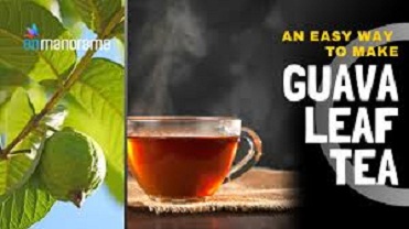 Guava Leaf Tea Uses