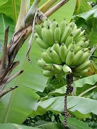 Amazing Health Benefits of Unripe Plantain