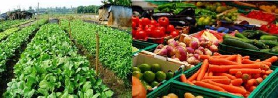 Vegetable Farming Profitable Vegetables to Grow in Nigeria