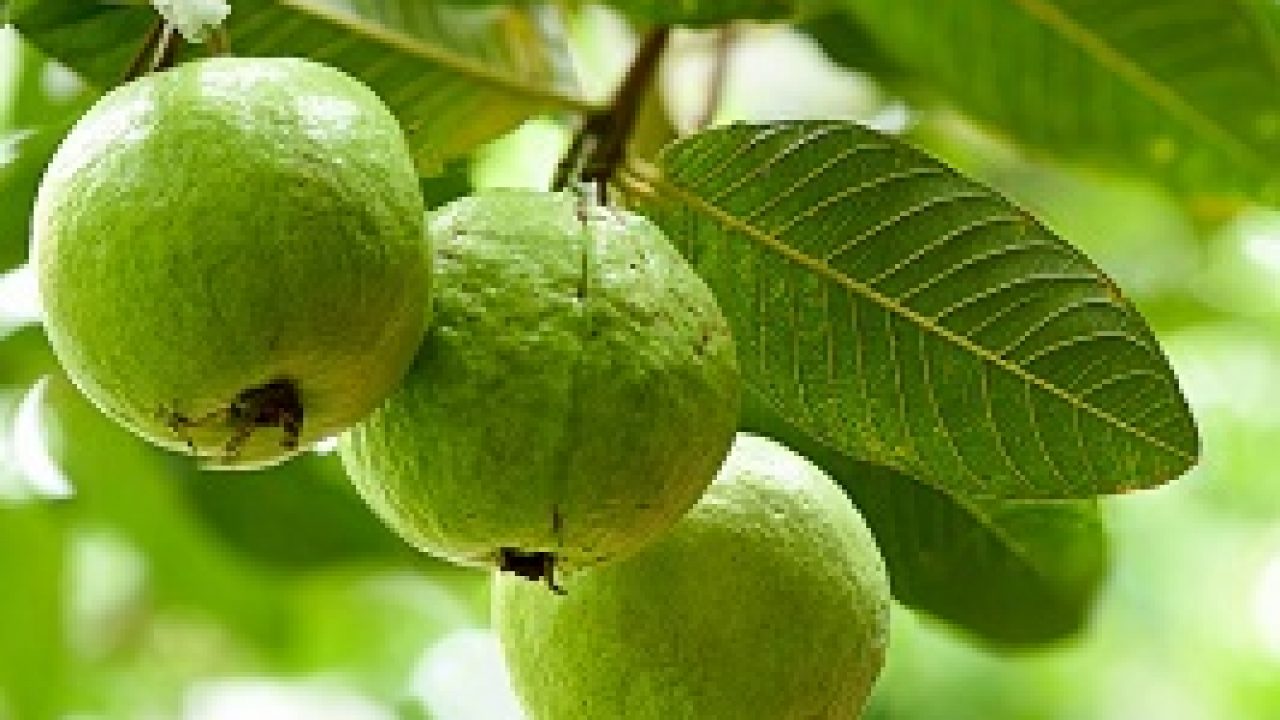 Guava Leaves for Flat Tummy and Weight Loss - Benefits - 9jafoods Guava Leaves for Flat Tummy and Weight Loss - Benefits - 9jafoods