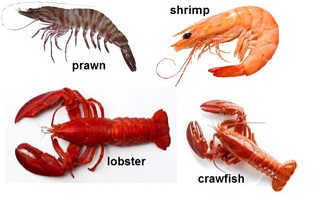 How to Differentiate Between Crayfish, Prawn, and Shrimp