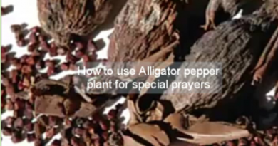 How to use Alligator Pepper Plant