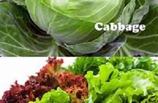 Cabbage vs Lettuce Any Difference