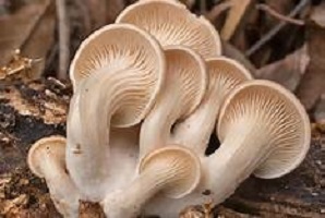 Mushroom facts, nutrients