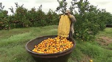 Orange Farming Business in Nigeria