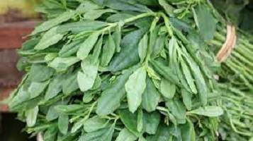 30 Health Benefits of Waterleaf (Soup + Juice) & Side Effects