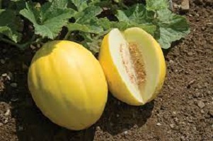 Important Facts About Golden Melon