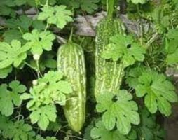 Benefits of Ejinrin Leaves Bitter Gourd Leaves Fruits