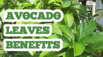 Health Benefits of Avocado Leaves 2021