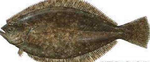 Is flounder Healthy verified Benefits of Eating Flounder