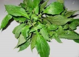 How to Prepare Scent Leaf for Weight Loss