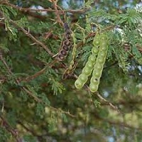 Bagaruwa Acacia Health Benefits for Women Picture