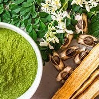 Moringa Benefits, Uses, Moringa Seed Powder & Tea