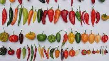 Nigerian Peppers Fresh Pepper Varieties