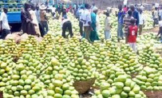 Types of Mangoes in Nigeria with Pictures