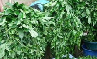 How to Preserve Fresh Ugu Leaves Without a Refrigerator