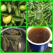 Benefits of Soursop and Guava Leaves Tea for Fibroid