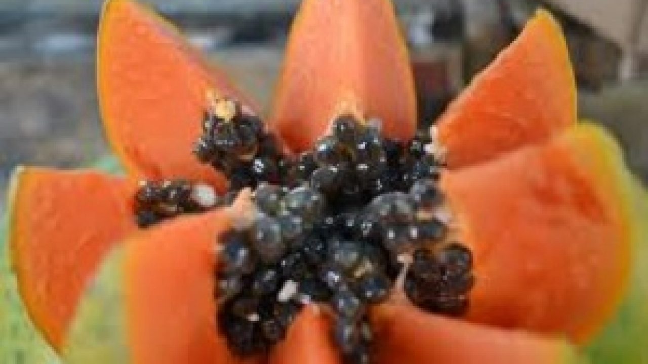 Side effects seeds papaya menu