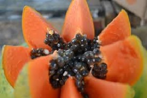 Health Benefits of Pawpaw Seeds Uses Side Effects