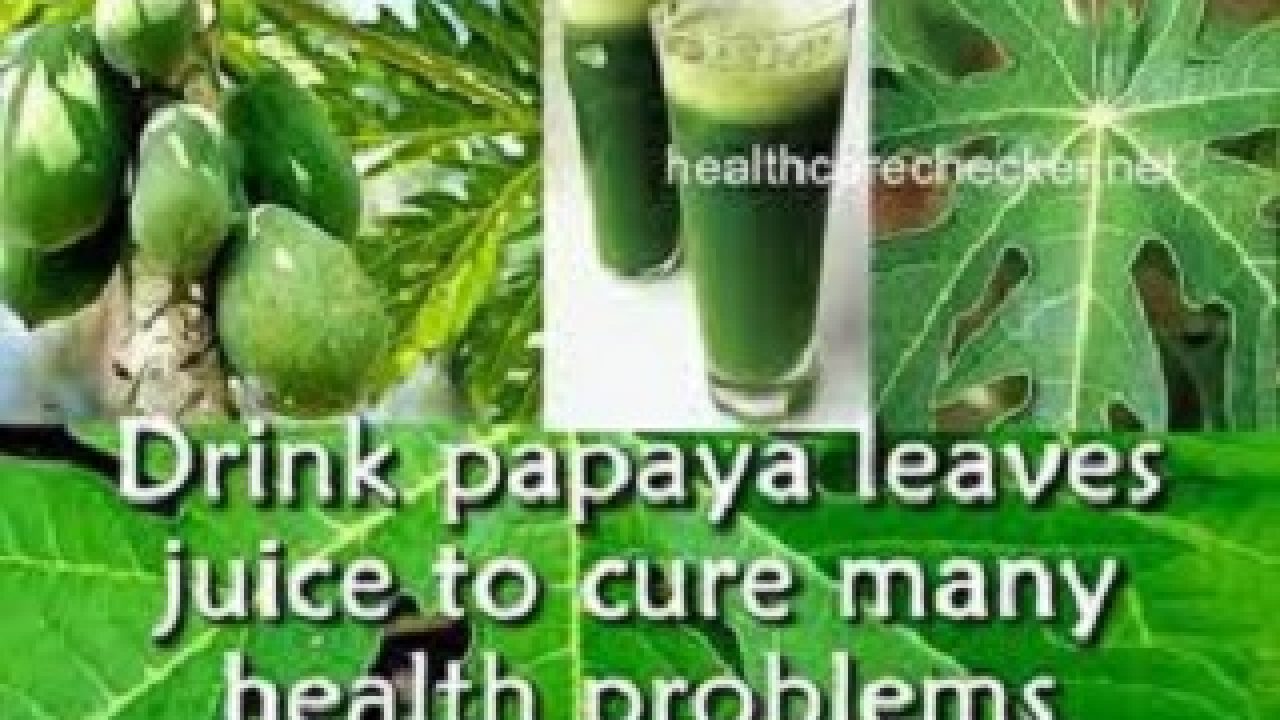 Papaya Leaf Juice Benefits for Skin, Hair & Health: Recipe - 9jafoods