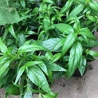 Serpentina Plant Benefits