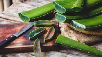 Aloe Vera Benefits for Skin