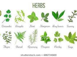 Herbs And Their Twi Names Herbs Akan Names