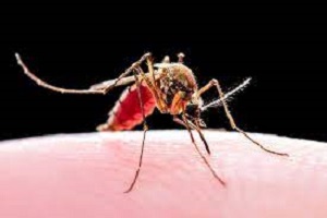 Home Remedies for Malaria