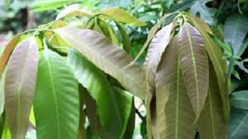 Mango Leaves for Fertility and conception